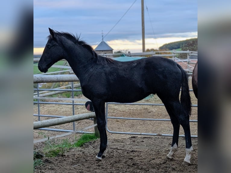 Hannoveriano Semental 1 año 172 cm Negro in Herren-Sulzbach
