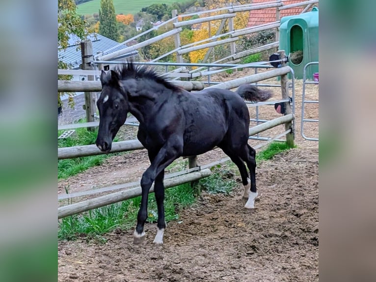 Hannoveriano Semental 1 año 172 cm Negro in Herren-Sulzbach