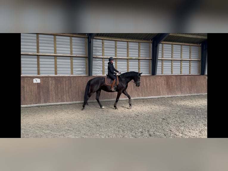 Hannoveriano Semental 1 año 173 cm Castaño in Vejeb