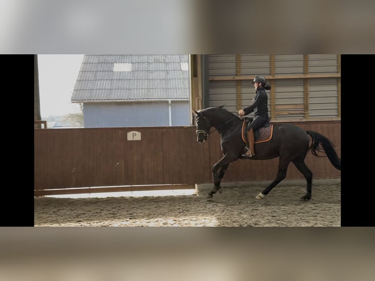 Hannoveriano Semental 1 año 173 cm Castaño in Vejeb