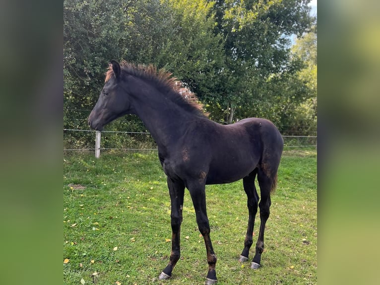 Hannoveriano Semental 1 año 174 cm Negro in Großheide
