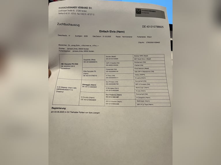 Hannoveriano Semental 1 año 175 cm Castaño in Norden