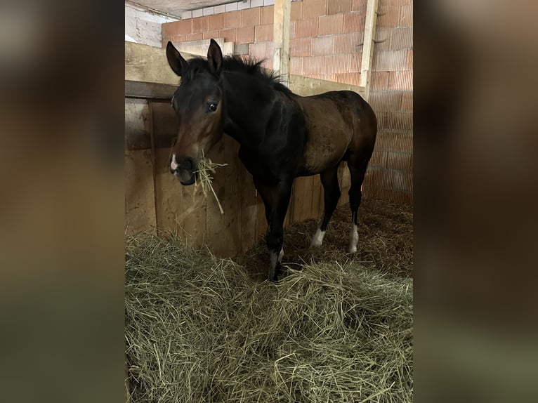 Hannoveriano Semental 1 año 180 cm Castaño in Bevern