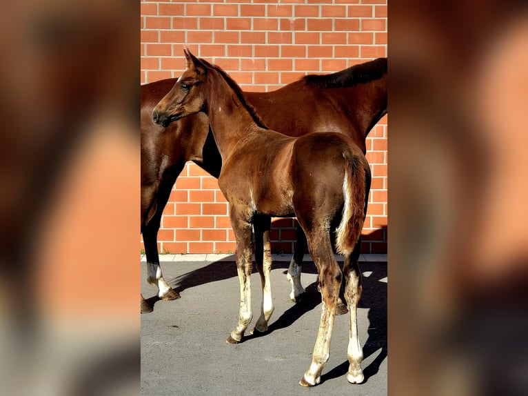 Hannoveriano Semental 1 año Alazán-tostado in Ochtersum