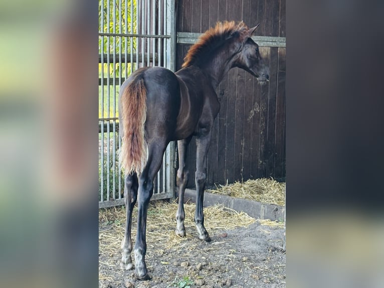 Hannoveriano Semental 1 año Alazán-tostado in Kirchdorf