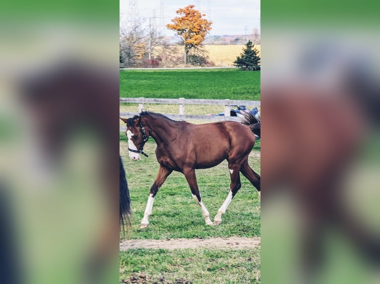 Hannoveriano Semental 1 año Alazán-tostado in Hamilton ontario