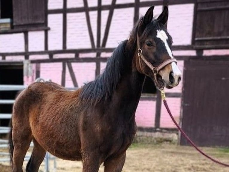 Hannoveriano Semental 1 año Castaño in Hessisch Lichtenau