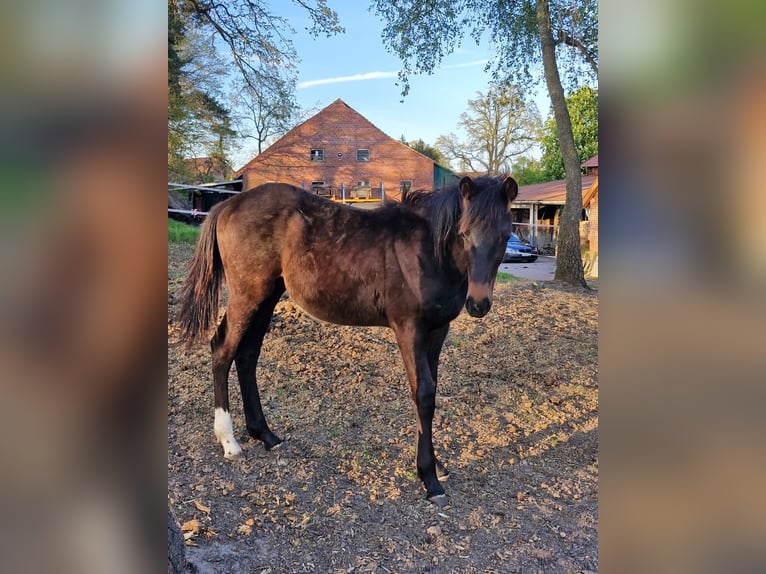 Hannoveriano Semental 1 año Castaño in Neustadt am Rübenberge
