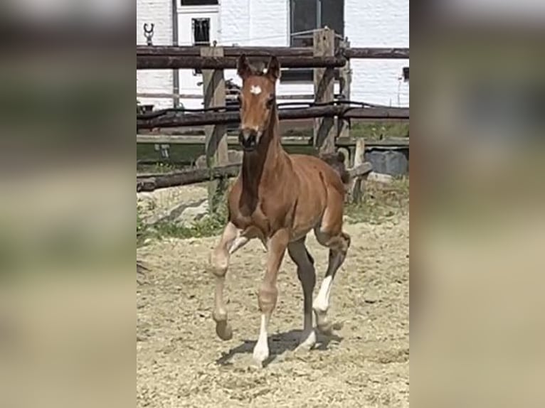 Hannoveriano Semental 1 año Castaño in Kevelaer