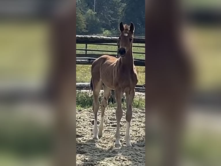 Hannoveriano Semental 1 año Castaño in Kevelaer