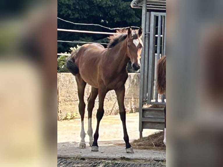 Hannoveriano Semental 1 año Castaño in Langenhagen