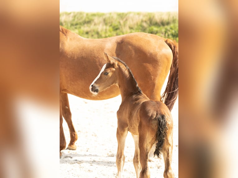 Hannoveriano Semental 1 año Castaño in Meisdorf