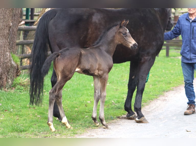 Hannoveriano Semental 1 año Morcillo in Selsingen