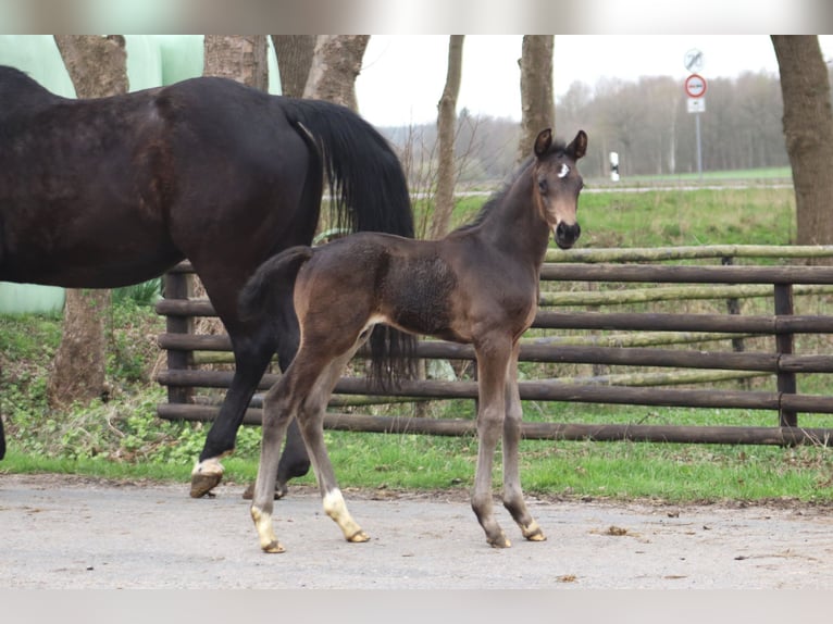 Hannoveriano Semental 1 año Morcillo in Selsingen