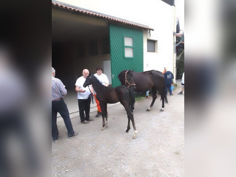 Hannoveriano Semental 1 año Musgo in Heidenrod