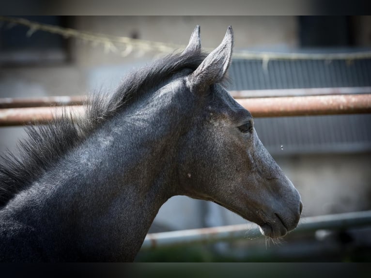 Hannoveriano Semental 1 año Musgo in Zobbenitz