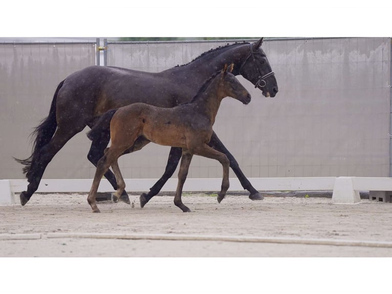 Hannoveriano Semental 1 año Negro in Breddorf