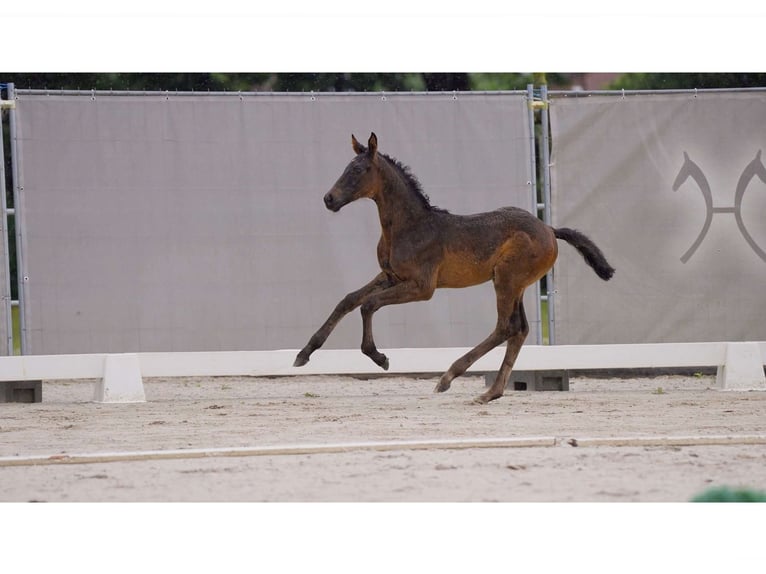 Hannoveriano Semental 1 año Negro in Breddorf