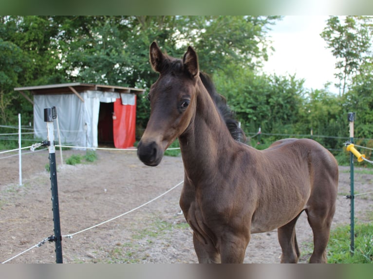 Hannoveriano Semental 1 año Negro in Glücksburg