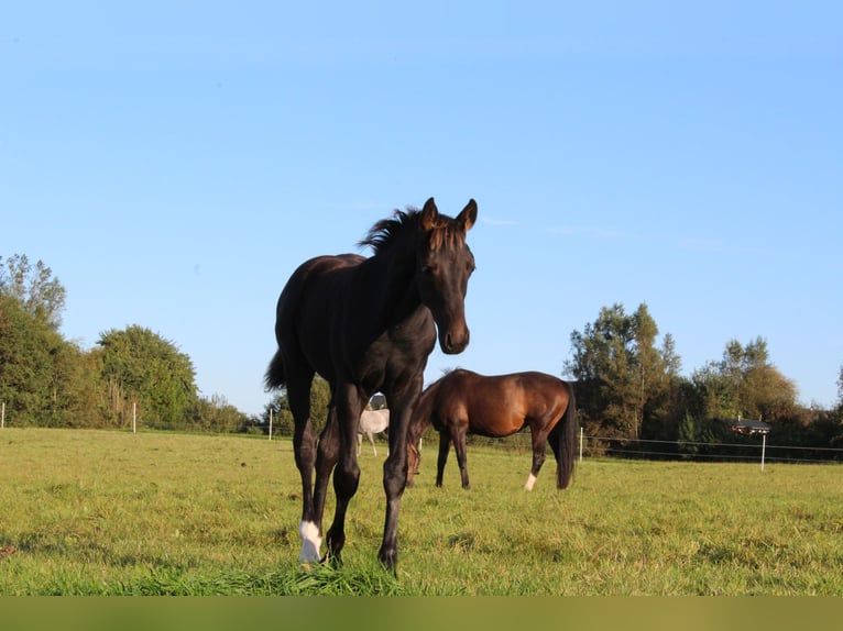 Hannoveriano Semental 1 año Negro in Glücksburg