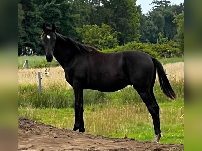 Hannoveriano Semental 1 año Negro in Aurich