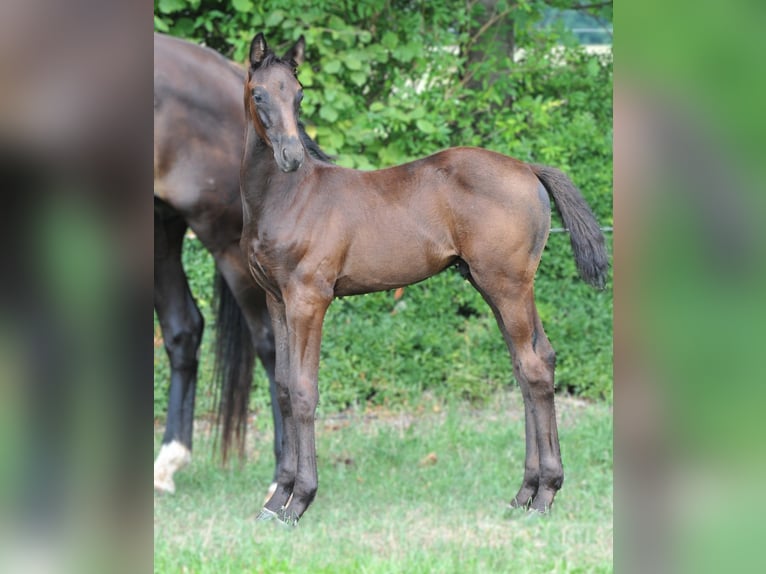 Hannoveriano Semental 1 año Negro in Strausberg