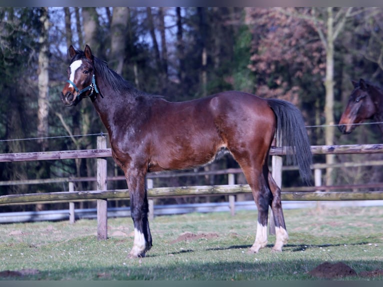 Hannoveriano Mestizo Semental 2 años 158 cm Castaño oscuro in Colnrade