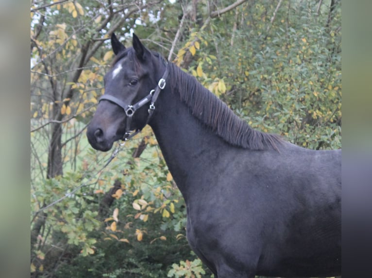 Hannoveriano Semental 2 años 160 cm Castaño oscuro in Hepstedt