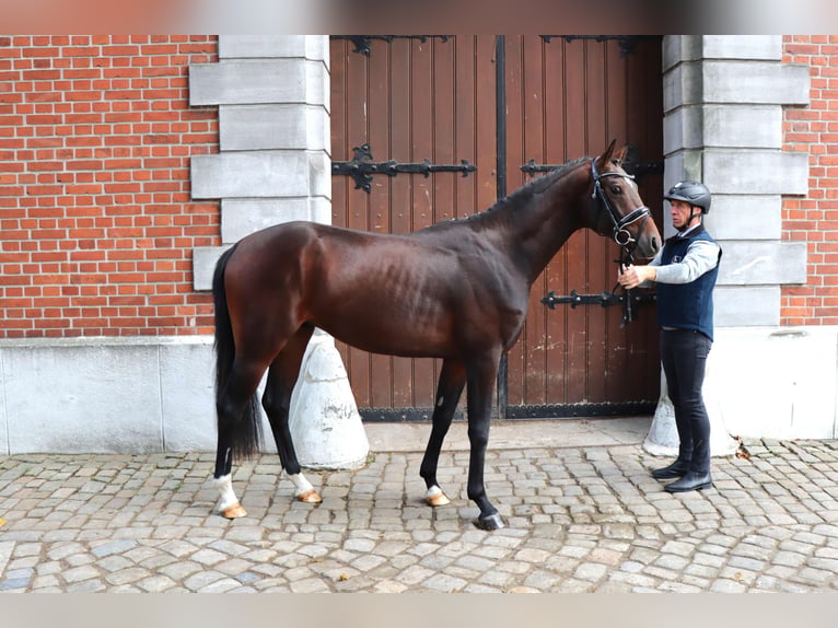 Hannoveriano Semental 2 años 161 cm Castaño oscuro in Celle