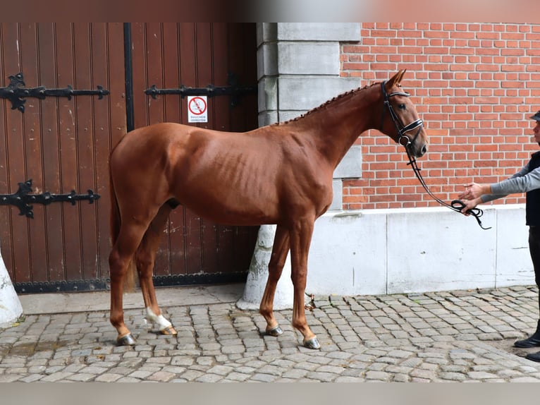 Hannoveriano Semental 2 años 162 cm Alazán in Celle