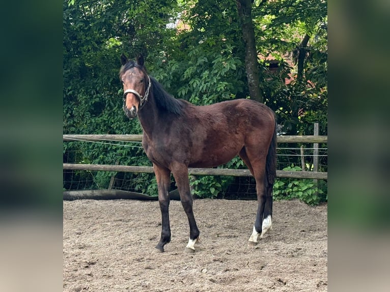 Hannoveriano Semental 2 años 162 cm Castaño in Uetersen