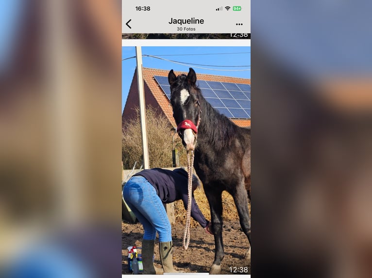 Hannoveriano Semental 2 años 162 cm Morcillo in Rehburg-Loccum