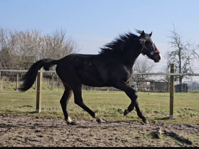 Hannoveriano Semental 2 años 162 cm Morcillo in Rehburg-Loccum