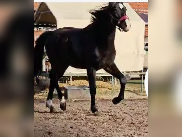 Hannoveriano Semental 2 años 162 cm Morcillo in Rehburg-Loccum