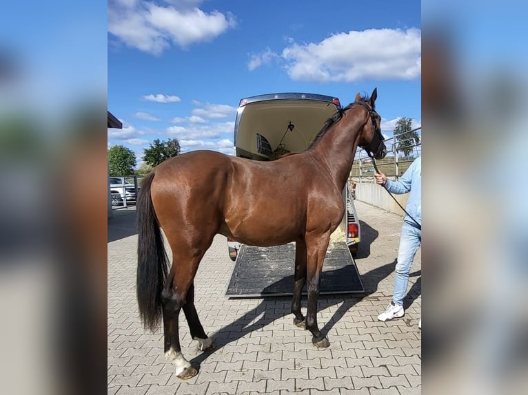 Hannoveriano Semental 2 años 165 cm Castaño in Burgst&#xE4;dt