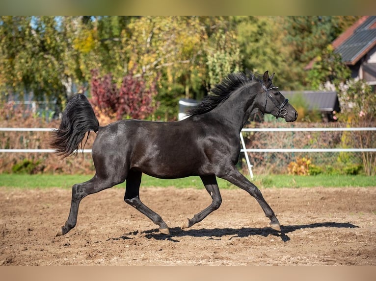 Hannoveriano Semental 2 años 166 cm Negro in Chwarstnica