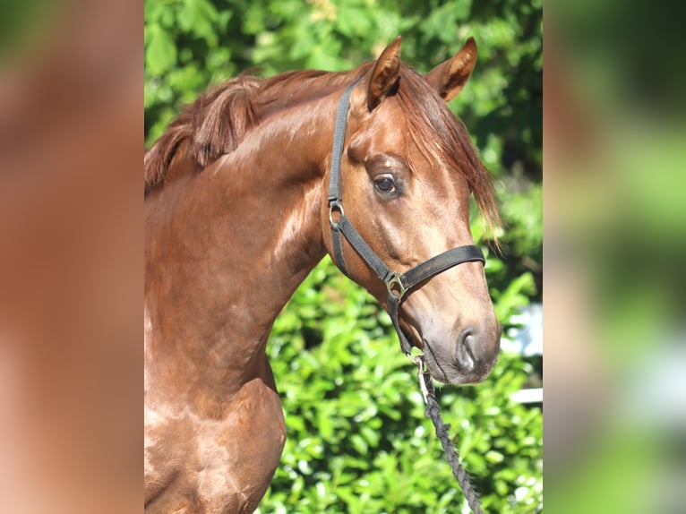 Hannoveriano Semental 2 años 168 cm Alazán-tostado in Selsingen