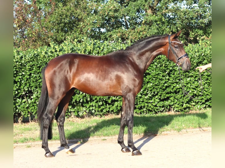 Hannoveriano Semental 2 años 168 cm Castaño in Selsingen