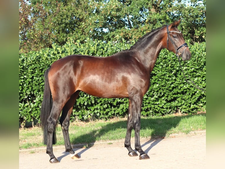 Hannoveriano Semental 2 años 168 cm Castaño in Selsingen