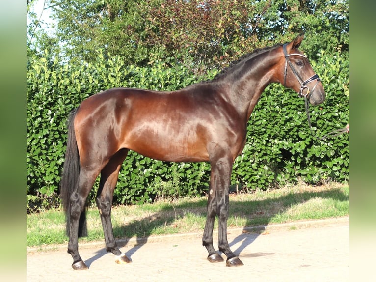 Hannoveriano Semental 2 años 168 cm Castaño in Selsingen
