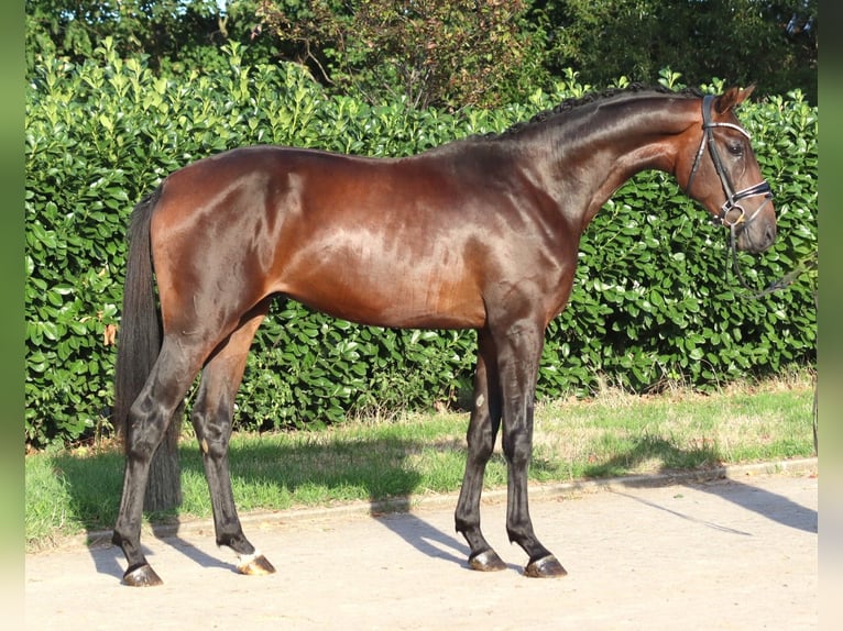 Hannoveriano Semental 2 años 168 cm Castaño in Selsingen