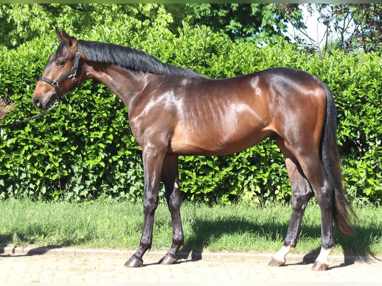 Hannoveriano Semental 2 años 168 cm Castaño in Selsingen