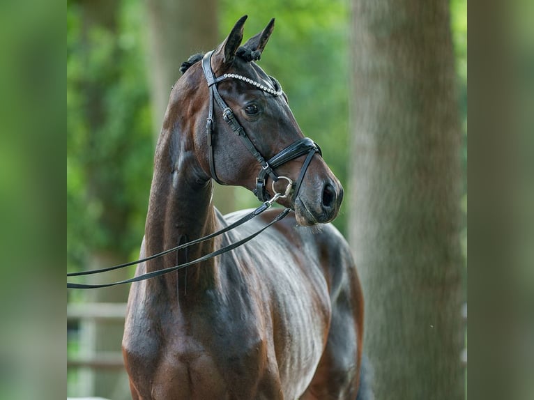 Hannoveriano Semental 2 años 168 cm Castaño oscuro in Münster