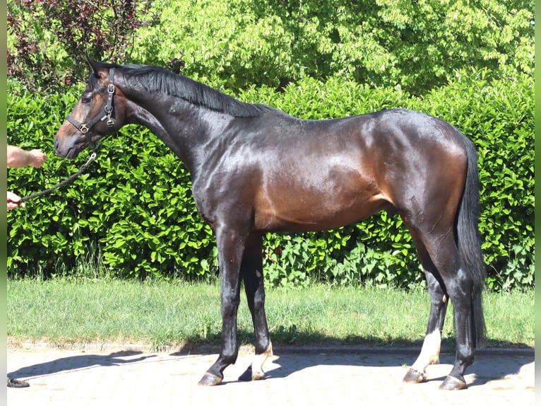 Hannoveriano Semental 2 años 168 cm Castaño oscuro in Selsingen
