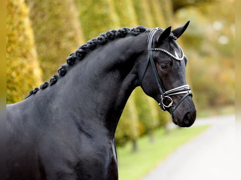 Hannoveriano Semental 2 años 168 cm Negro in Westerkappeln