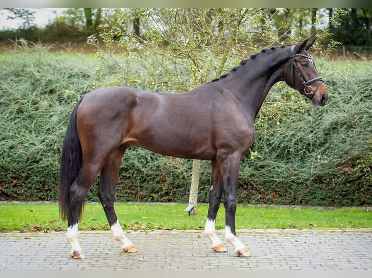 Hannoveriano Semental 2 años 169 cm Castaño in Ostercappeln