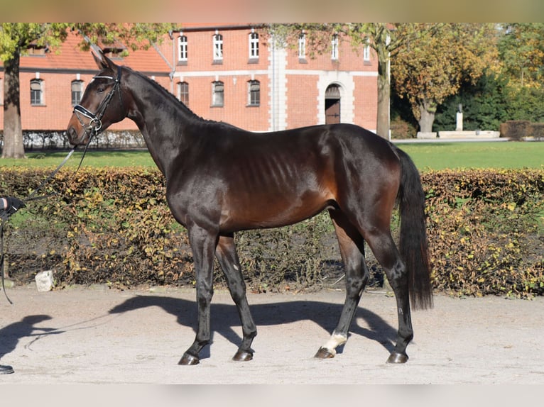 Hannoveriano Semental 2 años 169 cm Castaño oscuro in Celle