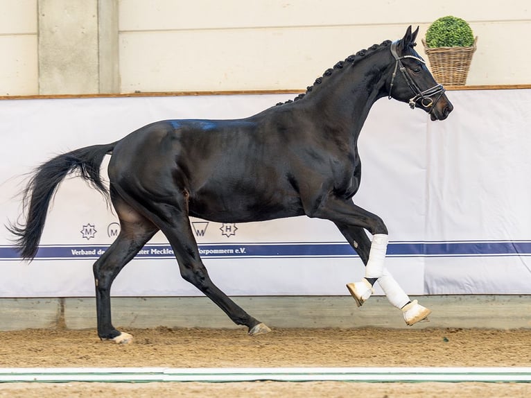 Hannoveriano Semental 2 años 169 cm Morcillo in Redefin