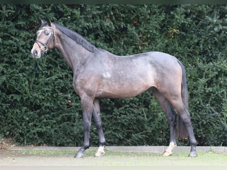 Hannoveriano Semental 2 años 169 cm Tordo in Lutter am Barenberge