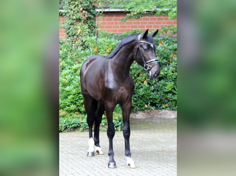 Hannoveriano Semental 2 años 170 cm Castaño in Kutenholz